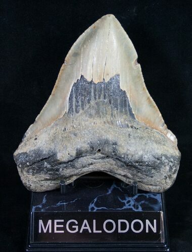 Megalodon Tooth - North Carolina #9516